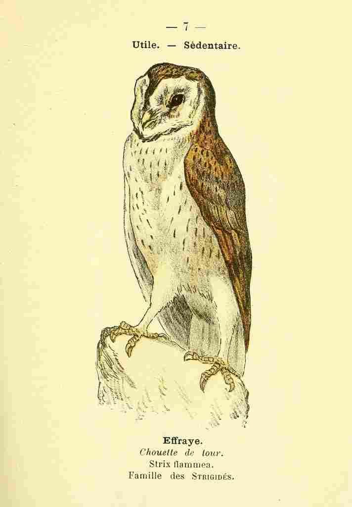 Atlas de poche des oiseaux de France 1898 Owl 1 A4 Photo Print