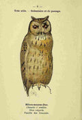 Atlas de poche des oiseaux de France 1898 Owl 2 A4 Photo Print