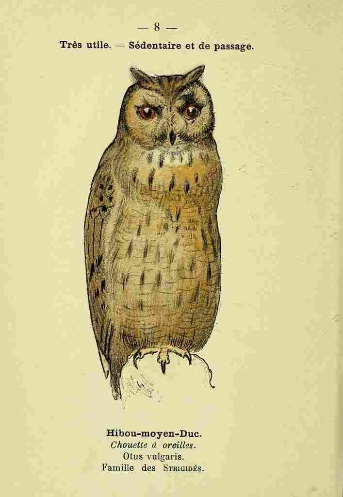 Atlas de poche des oiseaux de France 1898 Owl 2 A4 Photo Print