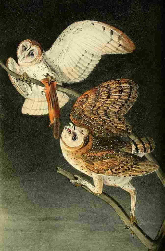 Audubon Birds of America 1840 Barn Owl A4 Photo Print