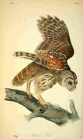 Audubon Birds of America 1840 Barred Owl A4 Photo Print
