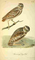 Audubon Birds of America 1840 Burrowing Day owl A4 Photo Print