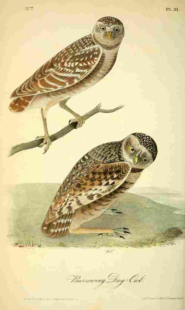 Audubon Birds of America 1840 Burrowing Day owl A4 Photo Print