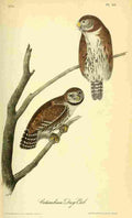 Audubon Birds of America 1840 Columbian Day owl A4 Photo Print