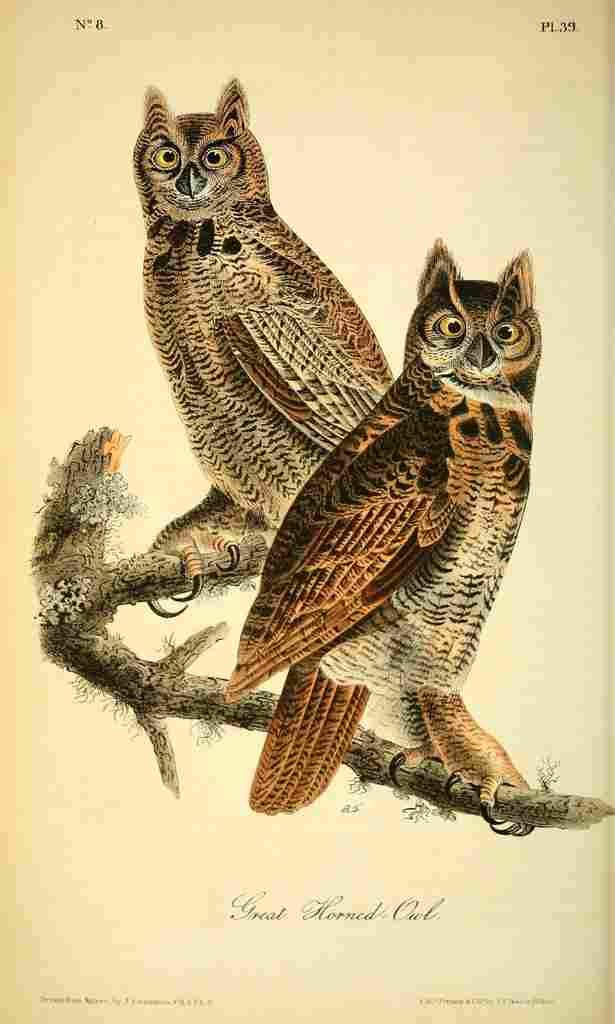 Audubon Birds of America 1840 Horned Owl A4 Photo Print
