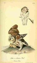 Audubon Birds of America 1840 Little Owl A4 Photo Print