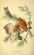 Audubon Birds of America 1840 Little Screech Owl A4 Photo Print