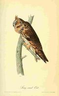 Audubon Birds of America 1840 Long eared Owl A4 Photo Print