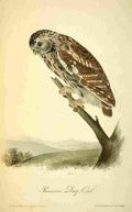 Audubon Birds of America 1840 Passerine Day Owl A4 Photo Print