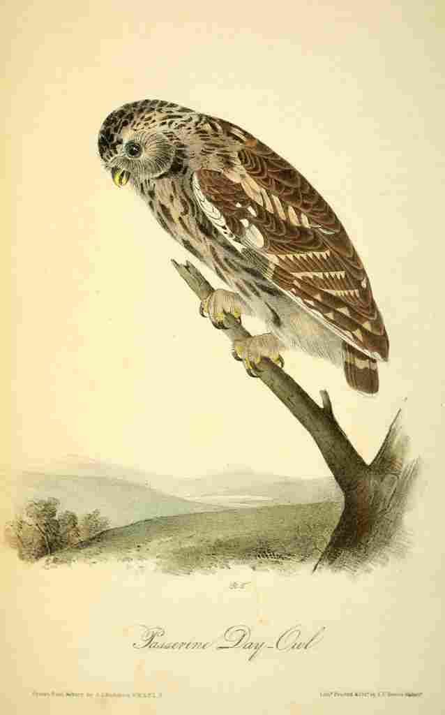 Audubon Birds of America 1840 Passerine Day Owl A4 Photo Print