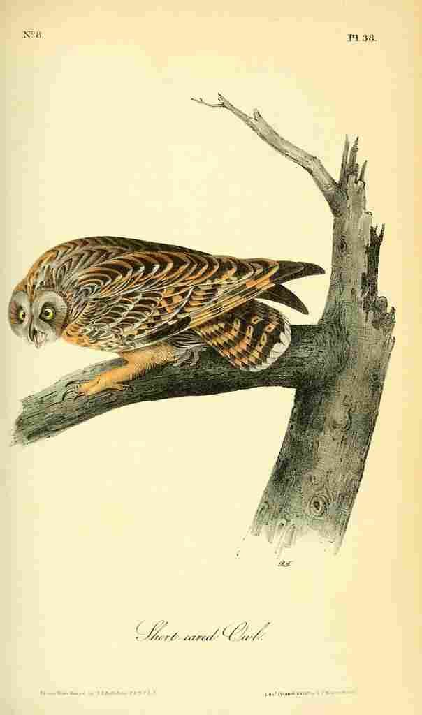 Audubon Birds of America 1840 Short eared Owl A4 Photo Print