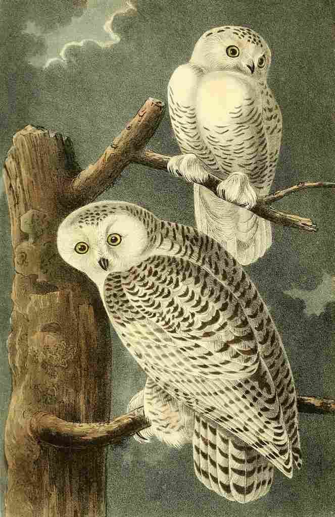 Audubon Birds of America 1840 Snowy Owls A4 Photo Print