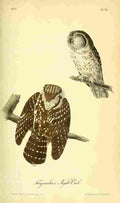 Audubon Birds of America 1840 Tengmalms Night owl A4 Photo Print