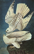Audubon John James American 1785 1851 Art A4 Photo Print
