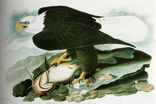 Audubon John James The Bald Headed Engle From Birds Of America A4 Photo Print