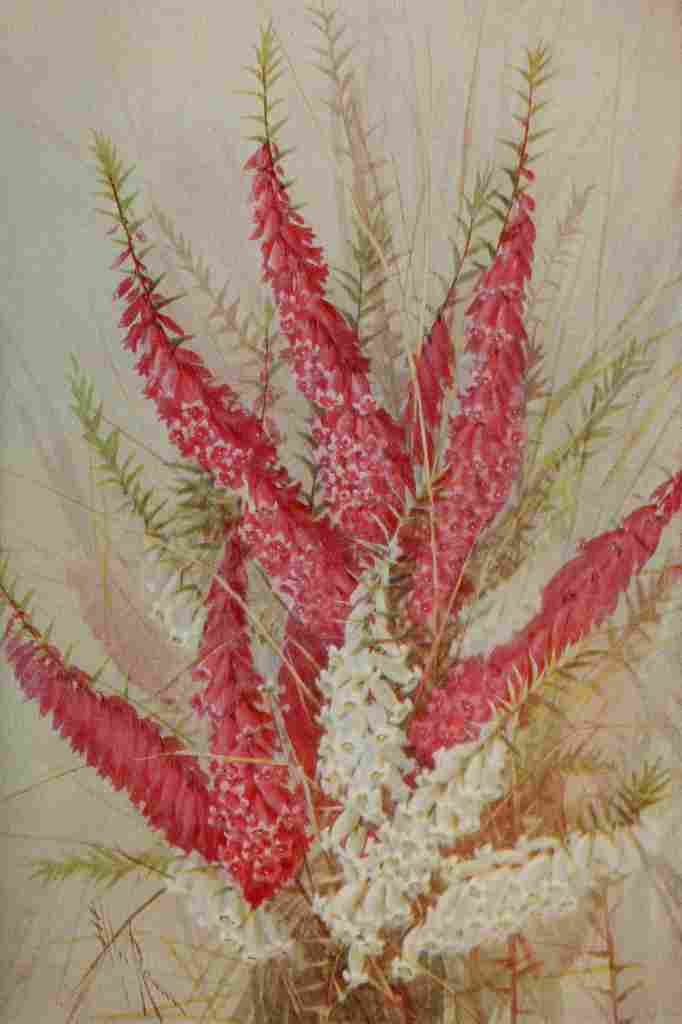 Australia for the Tourist 1914 Red & White Heath A4 Photo Print