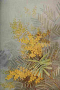 Australia for the Tourist 1914 Silver Wattle A4 Photo Print