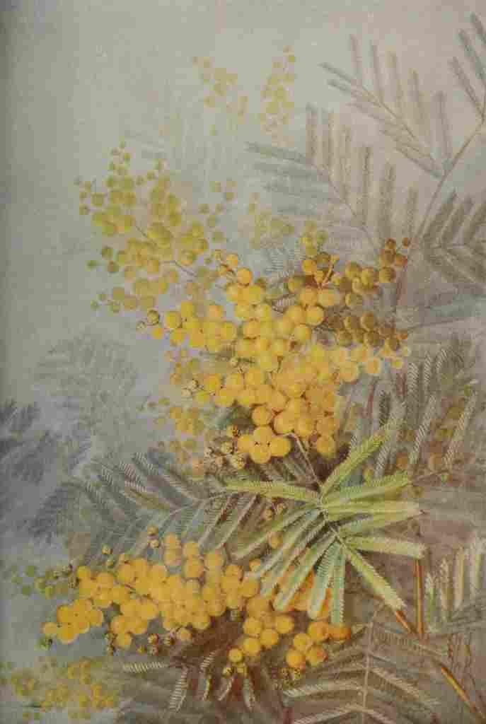 Australia for the Tourist 1914 Silver Wattle A4 Photo Print