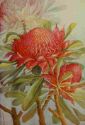 Australia for the Tourist 1914 Waratah A4 Photo Print