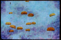 Austria 034022 Lockheed CC 130E Hercules _ Canadian Armed Forces A4 Limited Edition Watercolour Print