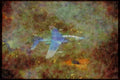 Austria 034030 Dornier Alpha Jet A _ German Air Force A4 Limited Edition Watercolour Print