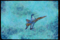 Austria 034078 McDonnell Douglas CF 18A Hornet _ Canadian Armed Forces A4 Limited Edition Watercolour Print