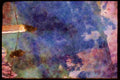 Austria 126041 Birds Waiting A4 Limited Edition Watercolour Print