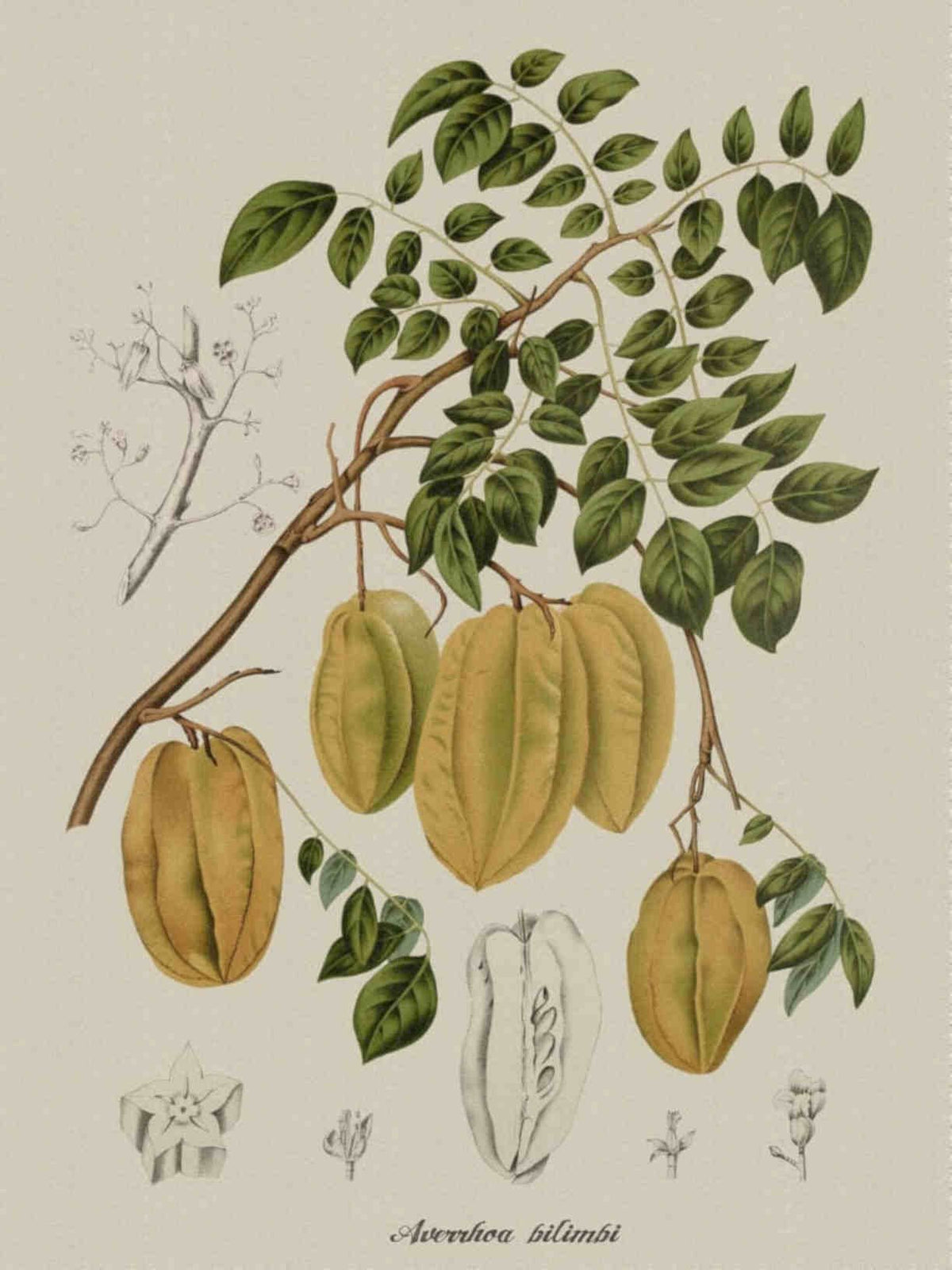 Averrhoa Bilimbi Fruits Vintage Retro Advert Poster A4 Photo Print