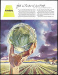 Avisco Celery Lettuce Vintage Retro Advert Ads A4 Photo Print