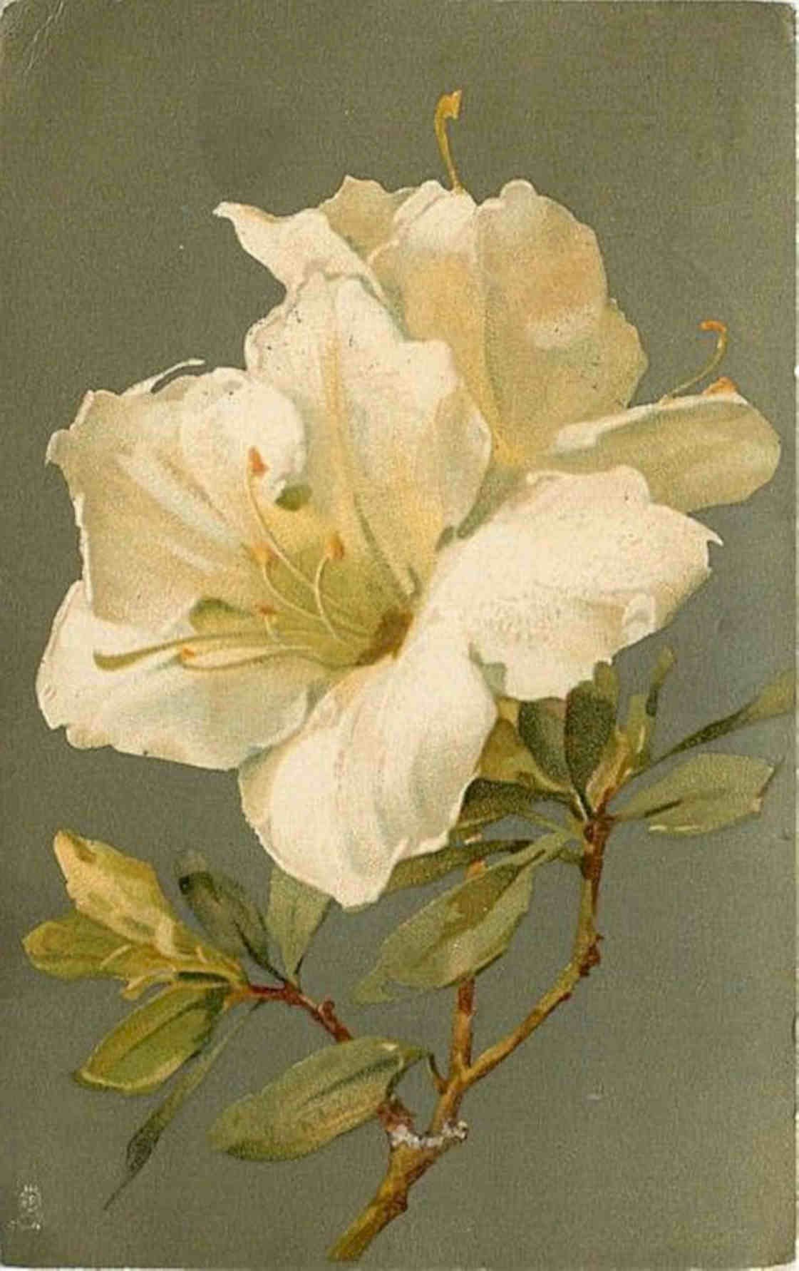 Azalea Flower Leaves Vintage Retro Advert Poster A4 Photo Print
