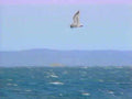 B362791980s 1990s A4 Photo Print