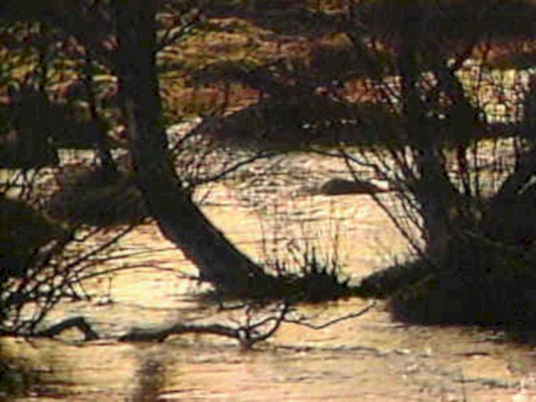 B368601980s 1990s A4 Photo Print