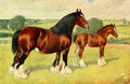Babbage Frank 1906 Shire mare & foal Wykeham Mabel A4 Photo Print