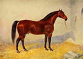 Babbage Frank Horse 1911 Cleveland Bay Stallion Sultan A4 Photo Print