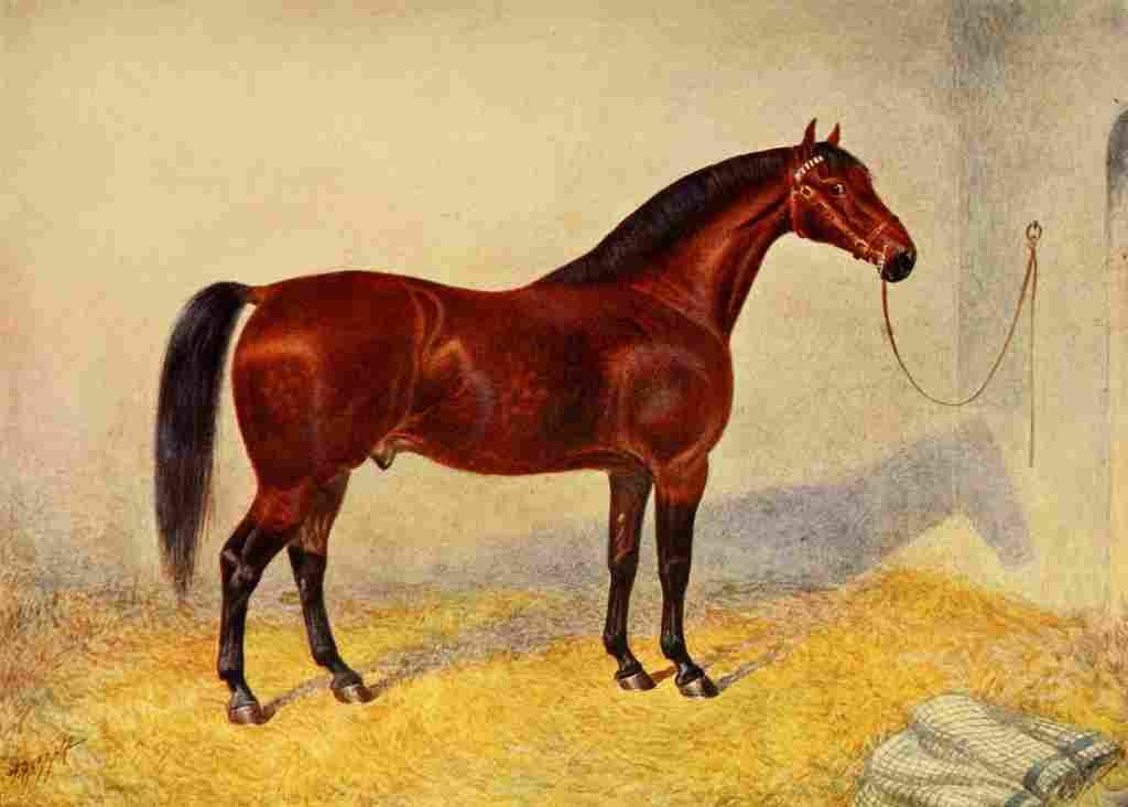 Babbage Frank Horse 1911 Cleveland Bay Stallion Sultan A4 Photo Print