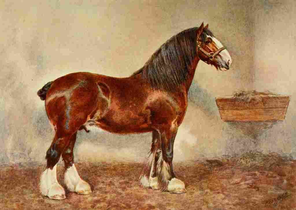 Babbage Frank Horse 1911 Clydesdale stallion A4 Photo Print
