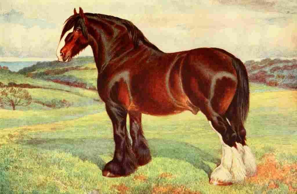 Babbage Frank Horse 1911 Shire stallion Harold A4 Photo Print