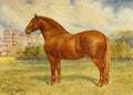 Babbage Frank Horse 1911 Suffolk sire Prince Wedgewood A4 Photo Print