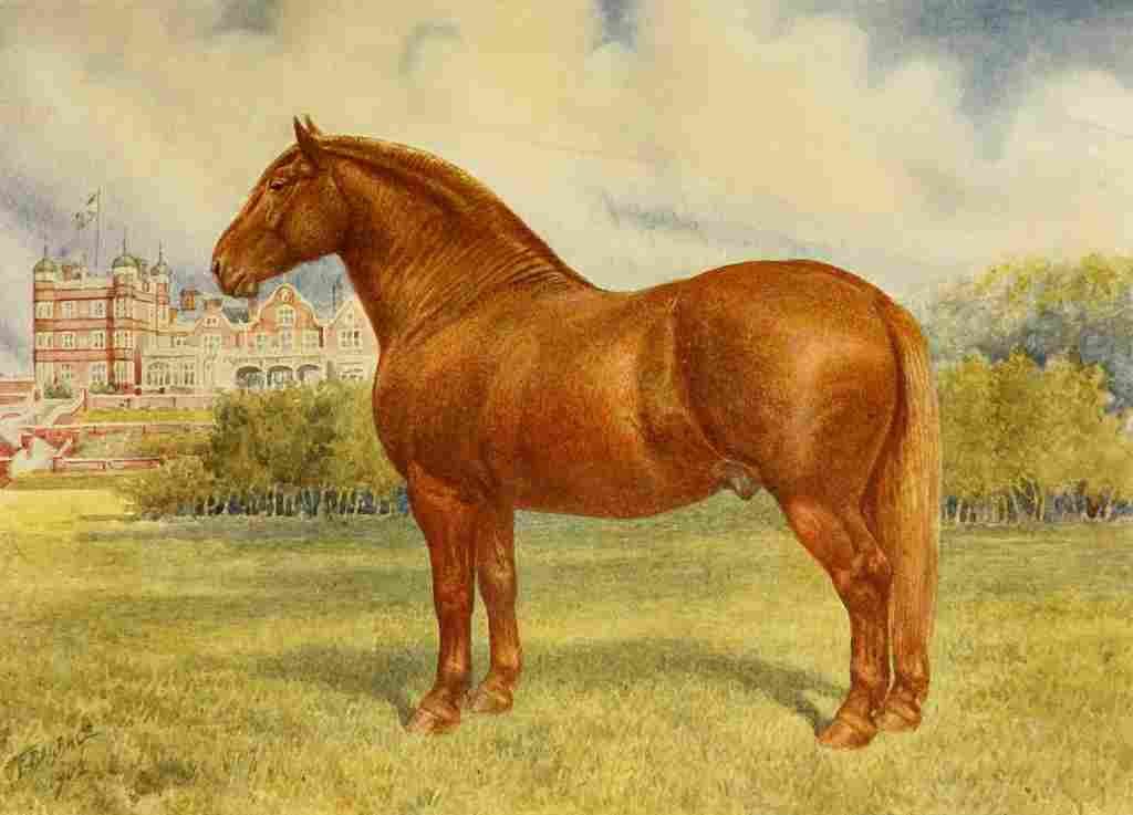 Babbage Frank Horse 1911 Suffolk sire Prince Wedgewood A4 Photo Print