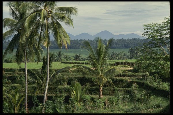 Bali 202002 Typical Balinese Countryside A4 Photo Print