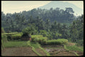Bali 202003 A Balinese Farm A4 Photo Print