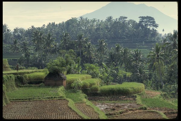 Bali 202003 A Balinese Farm A4 Photo Print