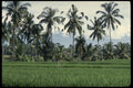 Bali 202004 Rice Padi A4 Photo Print