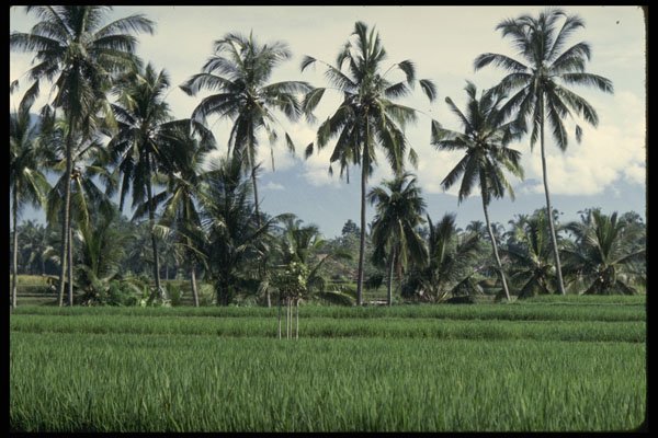 Bali 202004 Rice Padi A4 Photo Print