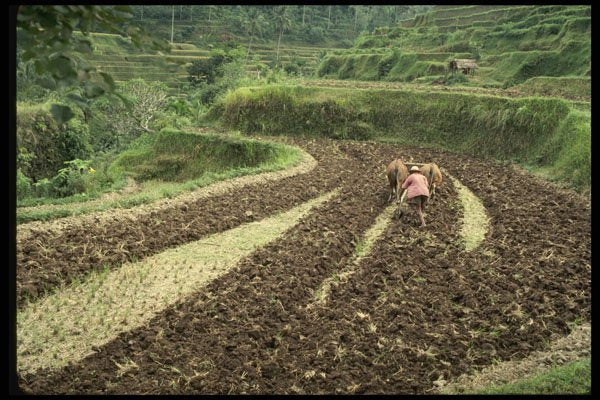 Bali 202005 A Farmer Plowing A Padi A4 Photo Print