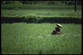 Bali 202006 Farmer In Padi Cutting Rice A4 Photo Print