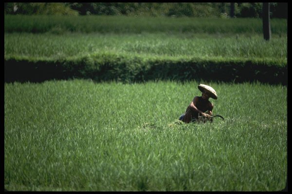 Bali 202006 Farmer In Padi Cutting Rice A4 Photo Print