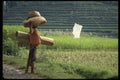 Bali 202007 Woman Carrying Rice A4 Photo Print