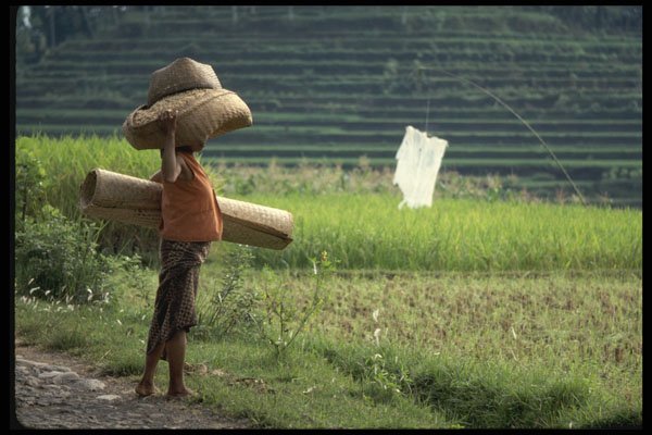 Bali 202007 Woman Carrying Rice A4 Photo Print