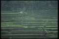Bali 202009 Terraced Padis A4 Photo Print